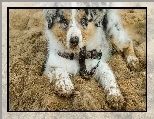 Szczeniak, Owczarek australijski-australian shepherd